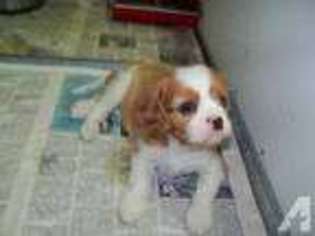 Cavalier King Charles Spaniel Puppy for sale in BEAUMONT, CA, USA