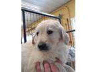 Goldendoodle Puppy for sale in Saint Joseph, MN, USA