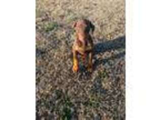 Doberman Pinscher Puppy for sale in Terrell, TX, USA