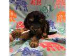 Labradoodle Puppy for sale in Philadelphia, PA, USA