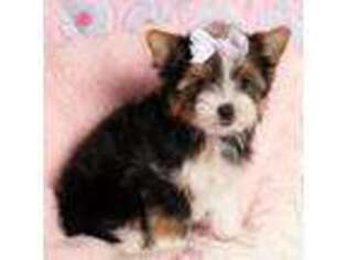 Yorkshire Terrier Puppy for sale in Grand Island, NE, USA