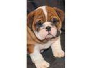 Bulldog Puppy for sale in Montvale, NJ, USA