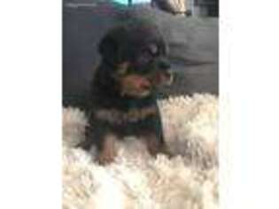 Rottweiler Puppy for sale in Flippin, AR, USA