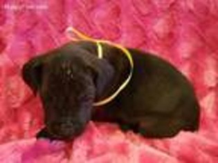 Great Dane Puppy for sale in Folsom, LA, USA