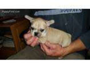 French Bulldog Puppy for sale in Glasgow, KY, USA