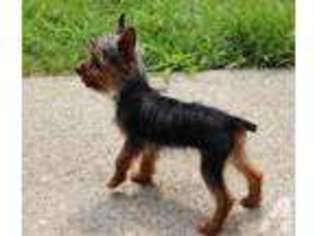 Yorkshire Terrier Puppy for sale in NATICK, MA, USA