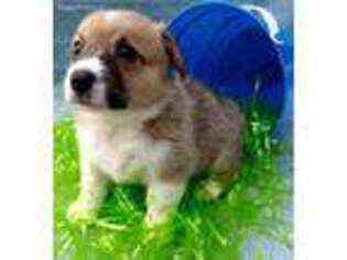 Pembroke Welsh Corgi Puppy for sale in Polk City, FL, USA