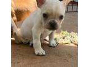 French Bulldog Puppy for sale in Minco, OK, USA