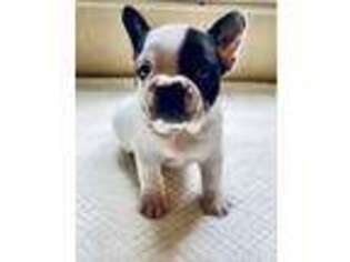 French Bulldog Puppy for sale in Wiggins, MS, USA