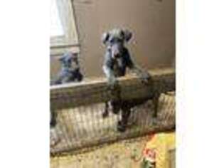 Great Dane Puppy for sale in Huntington, WV, USA