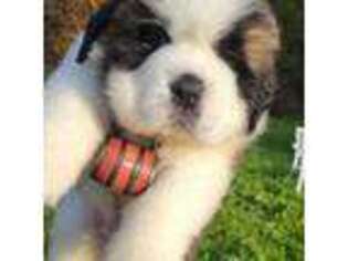Saint Bernard Puppy for sale in Fairbanks, AK, USA