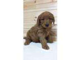 Goldendoodle Puppy for sale in Dornsife, PA, USA