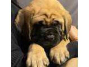 Mastiff Puppy for sale in Hurst, TX, USA