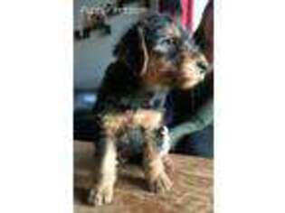 Airedale Terrier Puppy for sale in Grand Junction, CO, USA