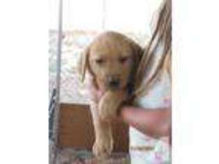 Labrador Retriever Puppy for sale in WINCHESTER, CA, USA
