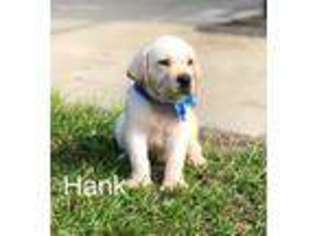 Labrador Retriever Puppy for sale in Pamplico, SC, USA