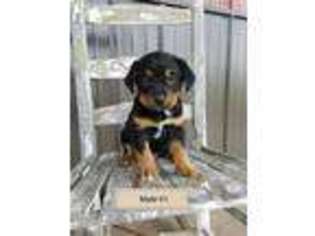 Puggle Puppy for sale in Washington, IN, USA