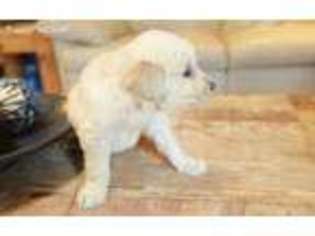 Golden Retriever Puppy for sale in New Caney, TX, USA