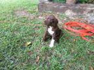 German Shorthaired Pointer Puppy for sale in Hemingway, SC, USA