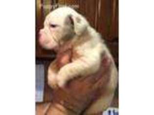 Olde English Bulldogge Puppy for sale in Section, AL, USA