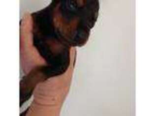 Doberman Pinscher Puppy for sale in Woodbury, GA, USA