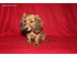 Dachshund Puppy for sale in Dimock, SD, USA