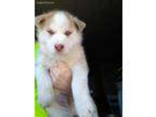 Siberian Husky Puppy for sale in Cameron, MO, USA