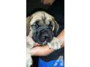 Mastiff Puppy for sale in CHATTAROY, WA, USA