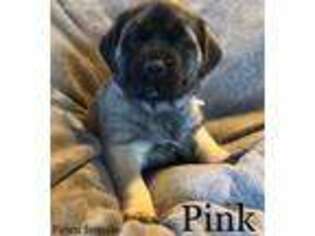 Mastiff Puppy for sale in Mansfield, OH, USA