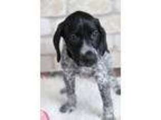 German Shorthaired Pointer Puppy for sale in Starksboro, VT, USA