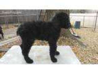 Mutt Puppy for sale in Trimble, MO, USA