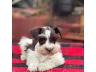 Mutt Puppy for sale in Norwood, NC, USA