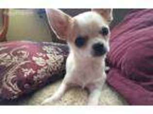 Chihuahua Puppy for sale in Lake Elsinore, CA, USA