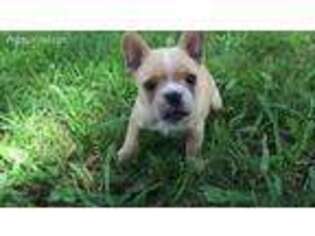 French Bulldog Puppy for sale in Adair, OK, USA