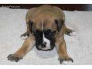 Olde English Bulldogge Puppy for sale in Magnolia, TX, USA