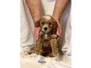 Mutt Puppy for sale in Meridian, MS, USA