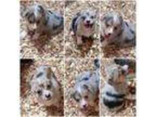 Pembroke Welsh Corgi Puppy for sale in Arab, AL, USA