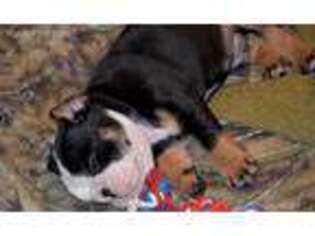 Bulldog Puppy for sale in Bella Vista, CA, USA