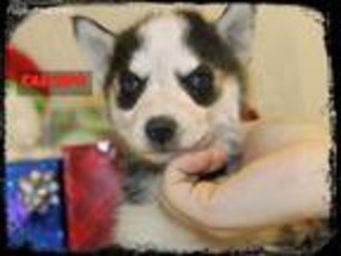 Siberian Husky Puppy for sale in Smithville, MS, USA