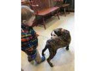 Bulldog Puppy for sale in Barrington, NH, USA