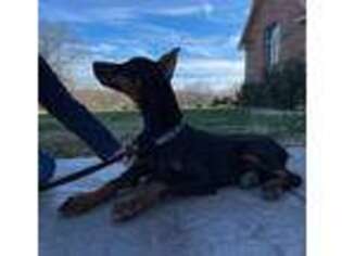 Doberman Pinscher Puppy for sale in Reeds Spring, MO, USA