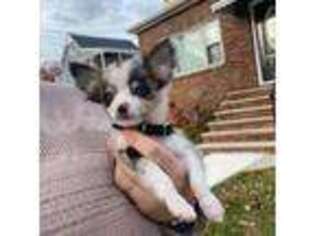 Chihuahua Puppy for sale in Rutherford, NJ, USA
