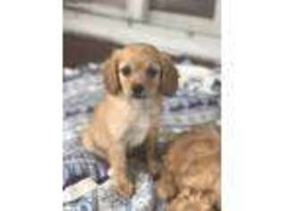 Cavapoo Puppy for sale in Gurnee, IL, USA