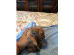 Golden Retriever Puppy for sale in Selden, NY, USA