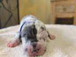 Great Dane Puppy for sale in Lake Jackson, TX, USA