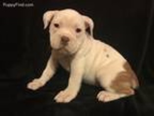 Olde English Bulldogge Puppy for sale in Jersey Shore, PA, USA