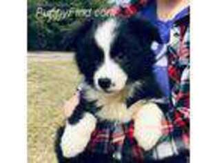 Border Collie Puppy for sale in Byron, IL, USA