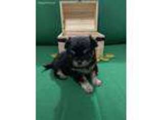 Chihuahua Puppy for sale in Mineral Wells, TX, USA
