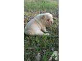 French Bulldog Puppy for sale in ARLINGTON, TX, USA