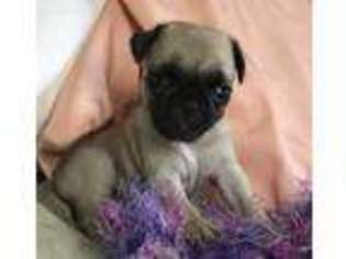 Pug Puppy for sale in Vienna, MO, USA